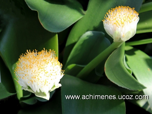 Ахименесы и другие комнатные растения - haemanthus