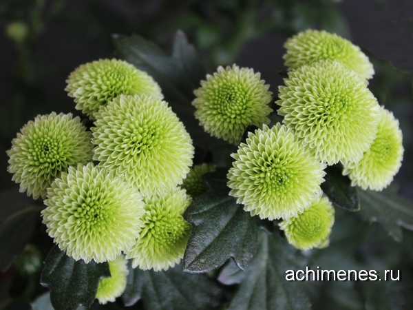 Ахименесы и другие комнатные растения - Chrysanthemum
